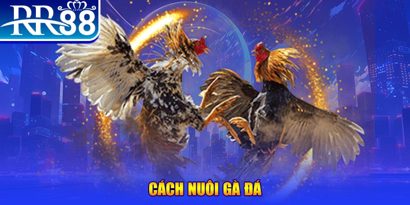 hu bet đăng nhập phỏm đổi thưởng